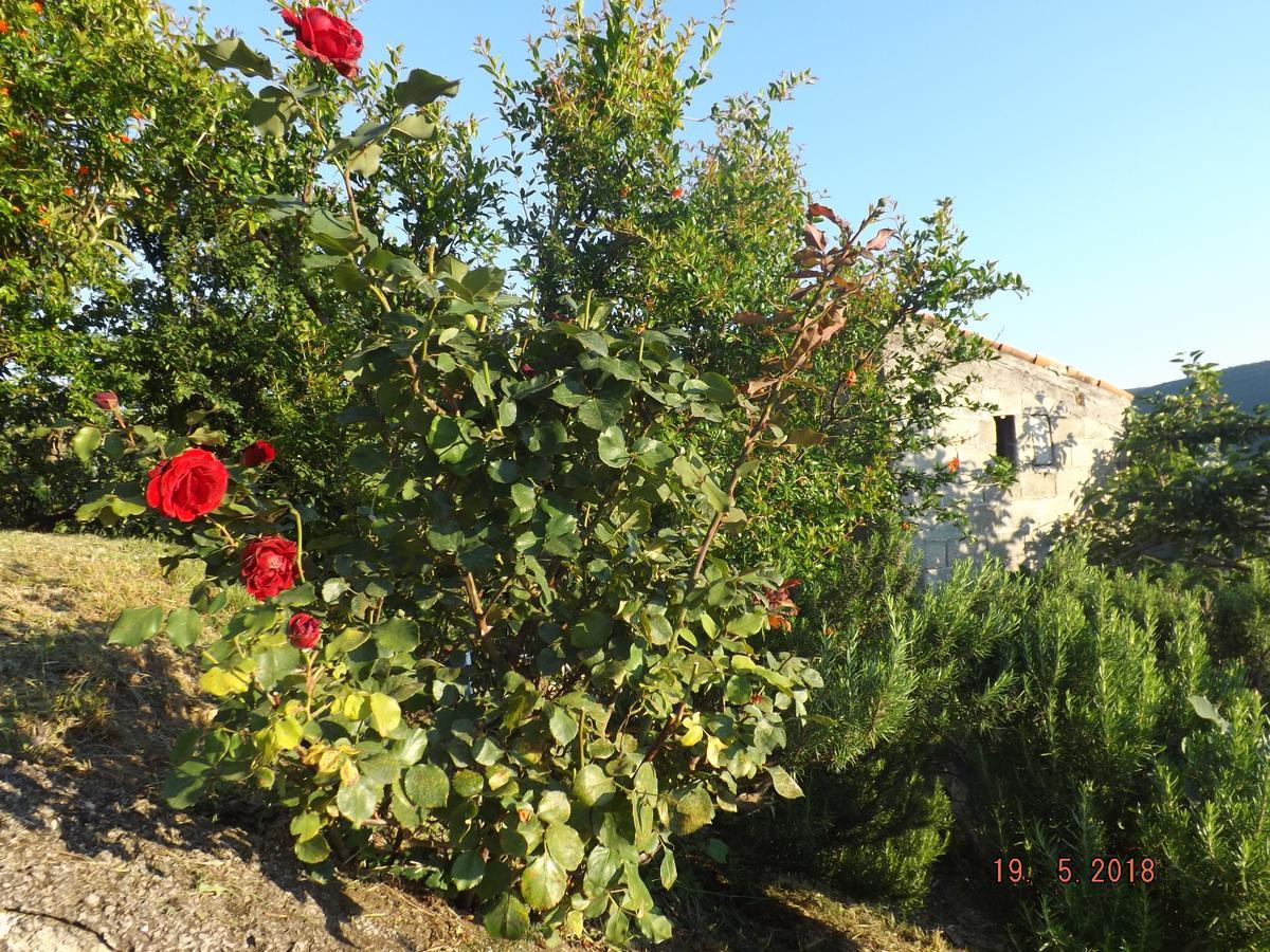 Raj Apartment Kotor Exterior photo